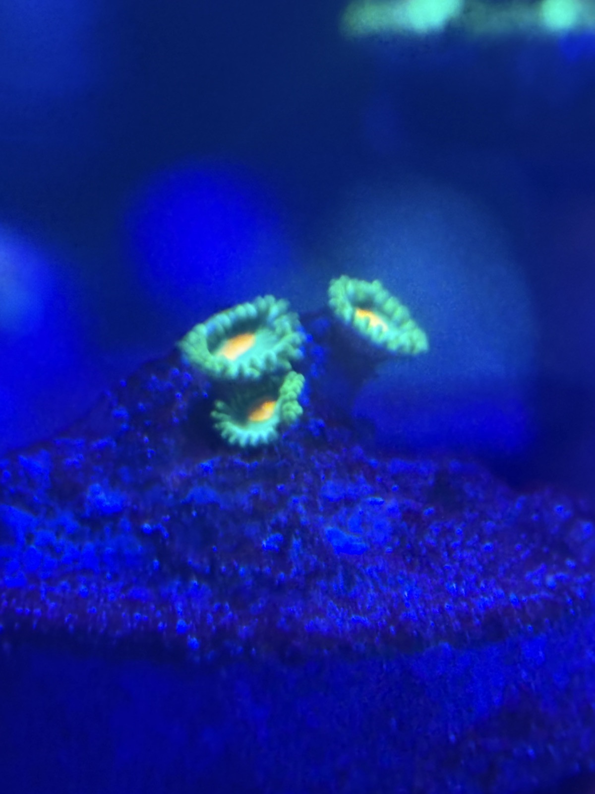 Green Bay Packers Zoas
