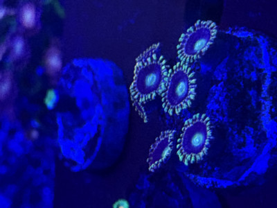 Big R Bozo Brithday Zoanthids