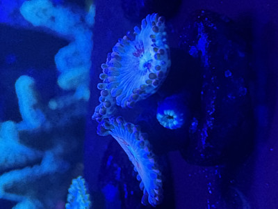 White Zombies(WYSIWYG)