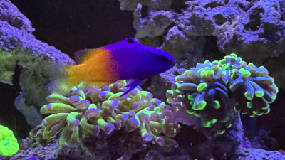 Fish Library Preview