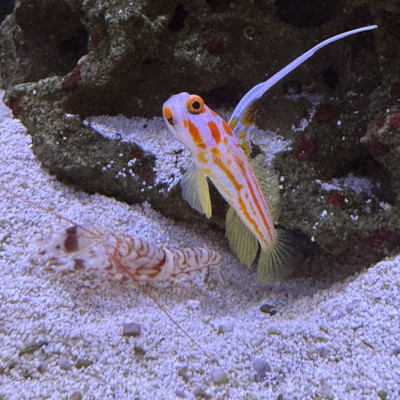 Yasha Goby
