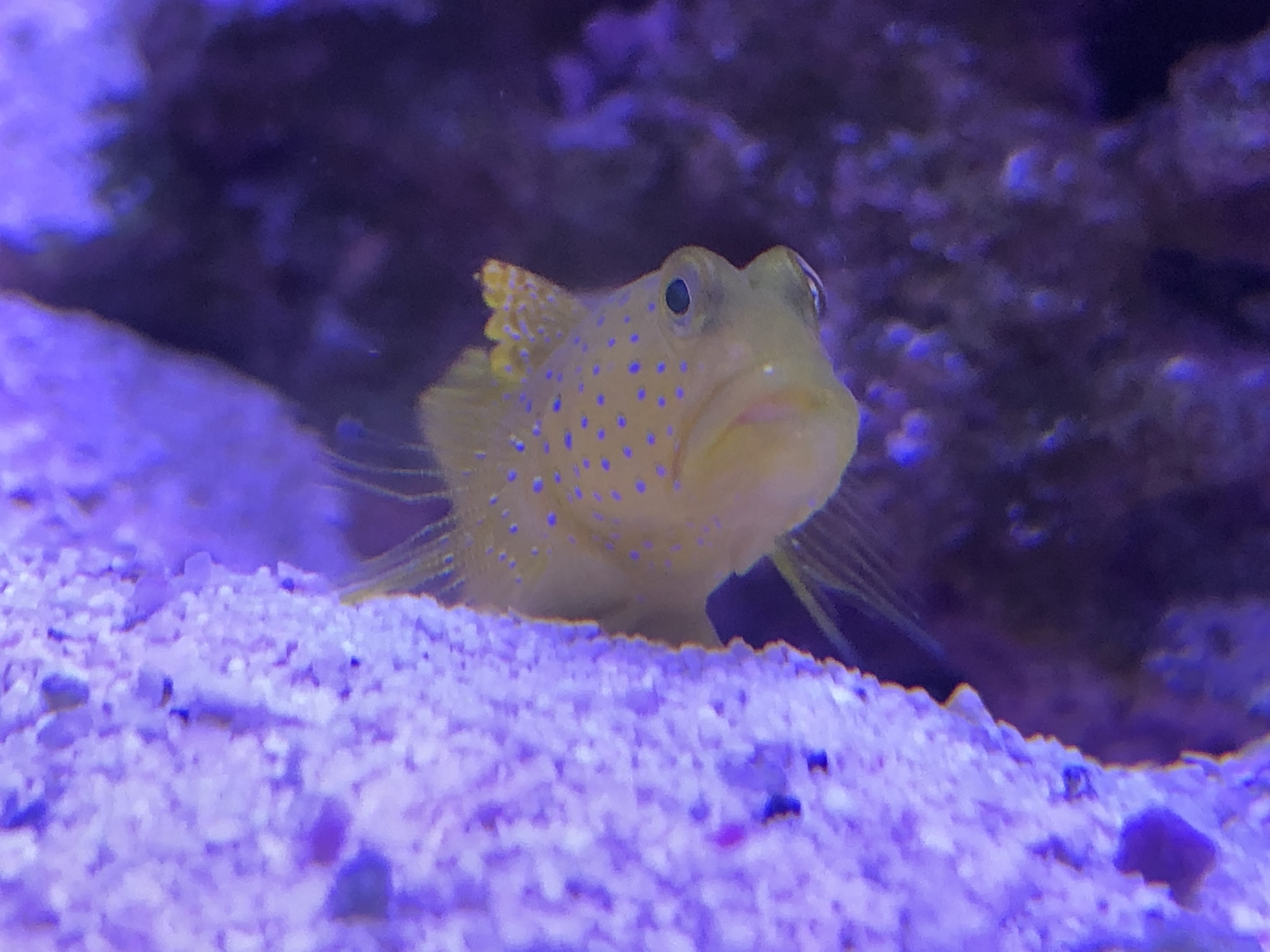Yellow Watchman Goby