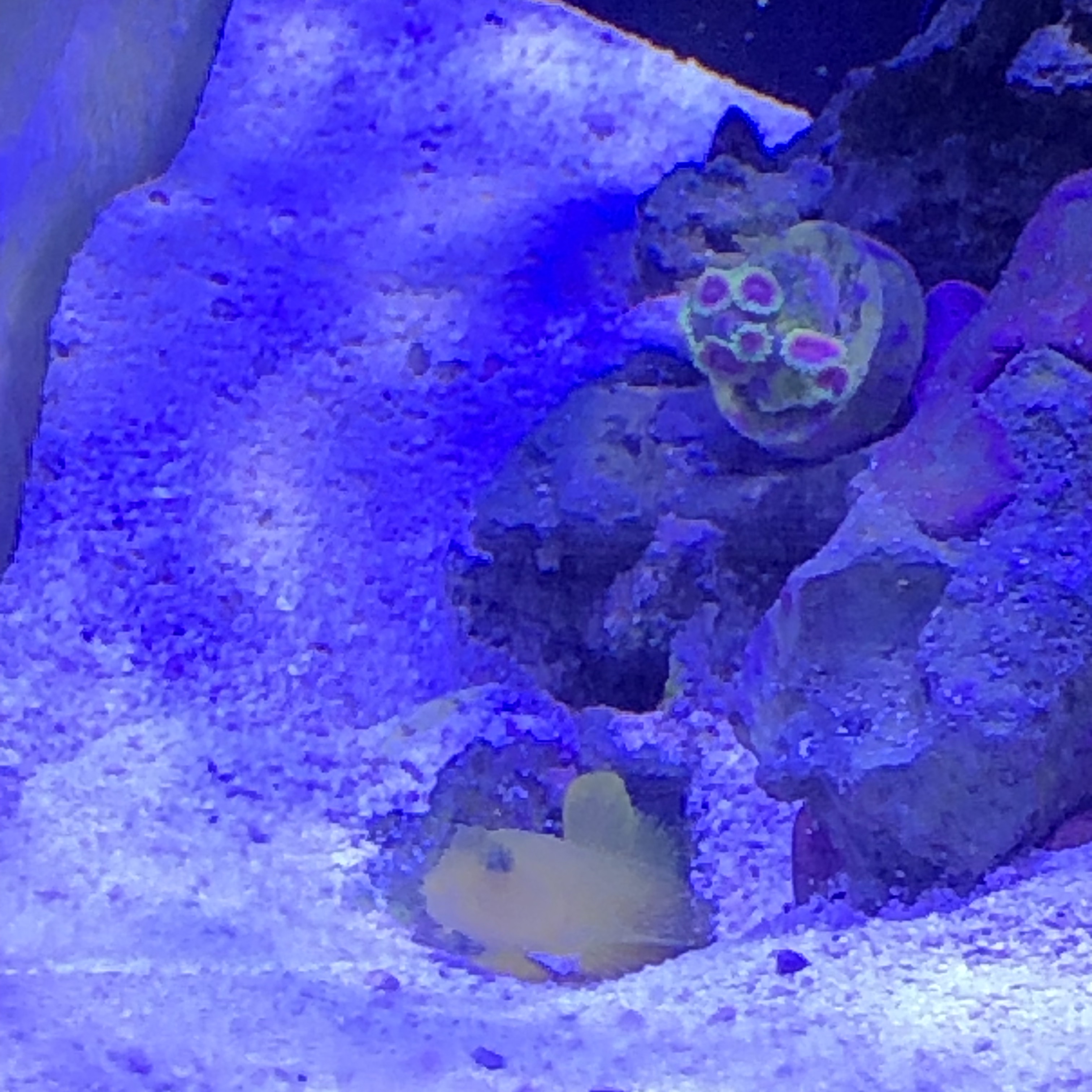 Yellow Watchman Goby