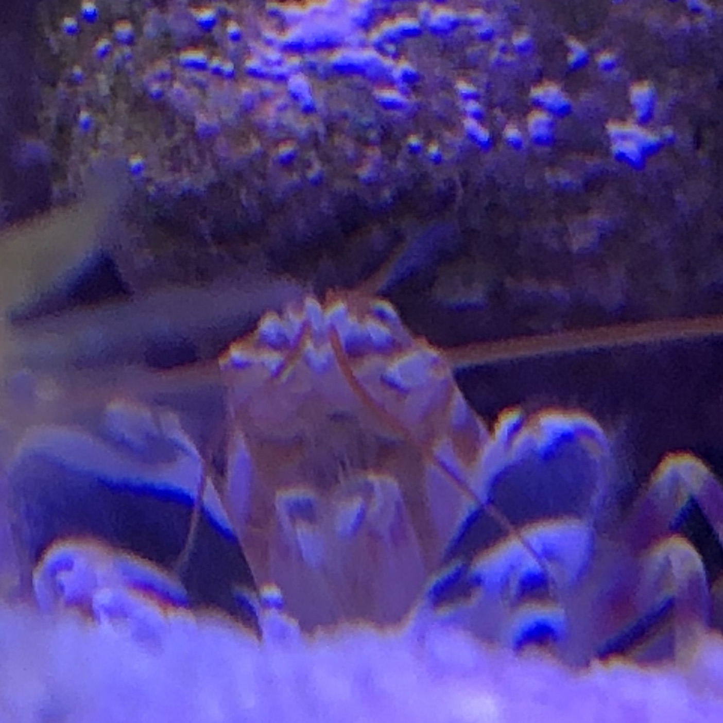 Tiger Pistol Shrimp