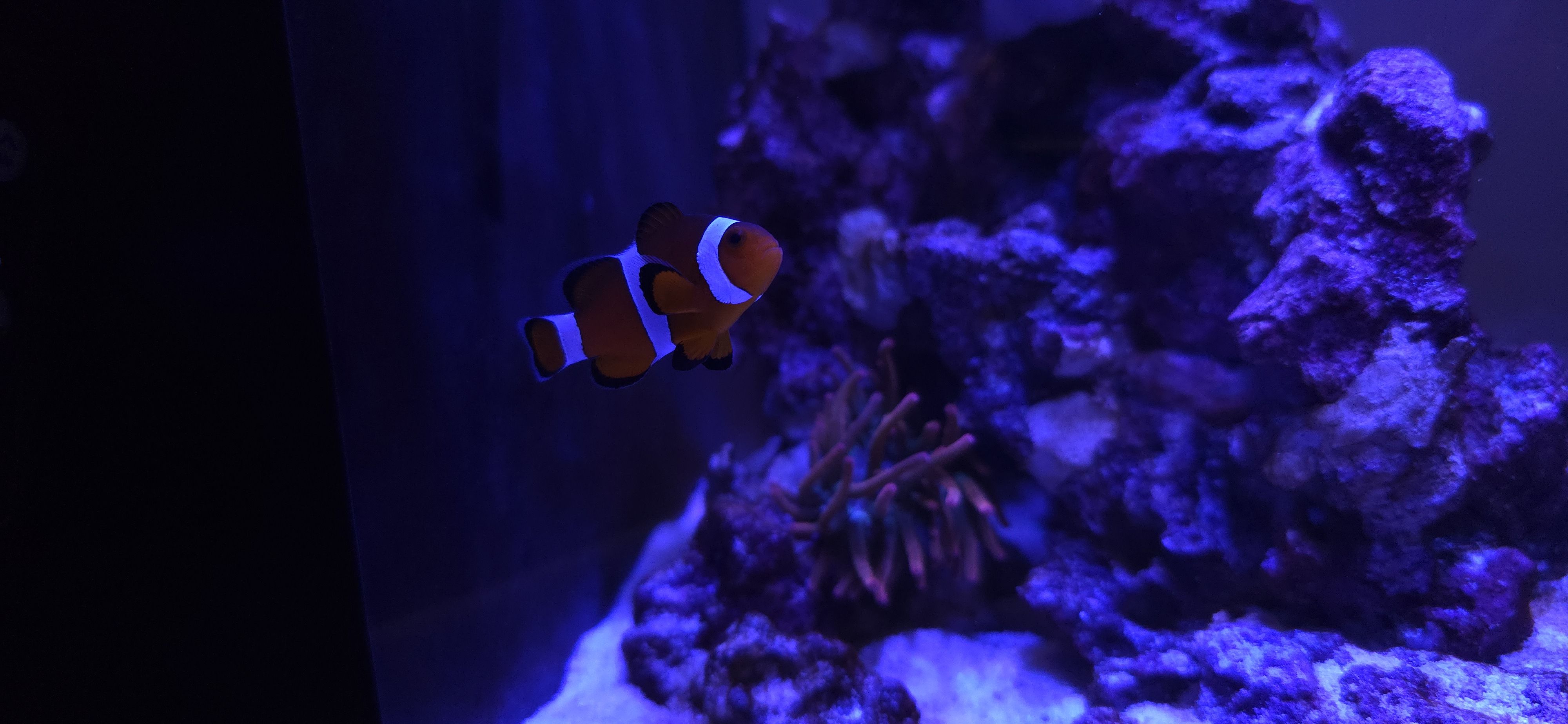 Ocellaris Clownfish