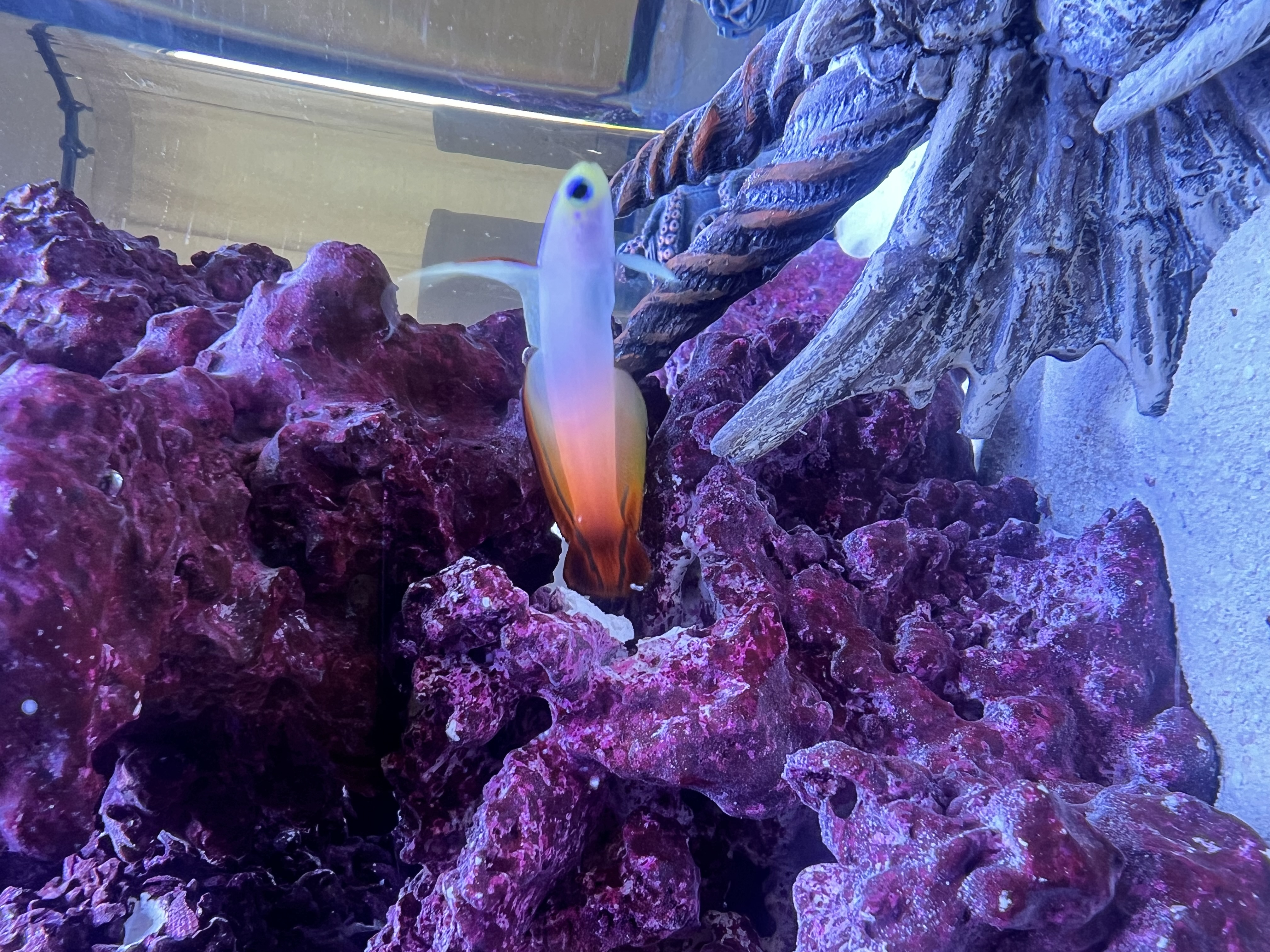 Red Firefish Goby