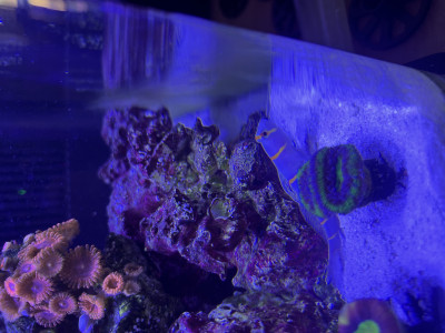 Orange Banded Prawn Goby