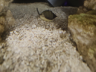Invertebrate Library Preview