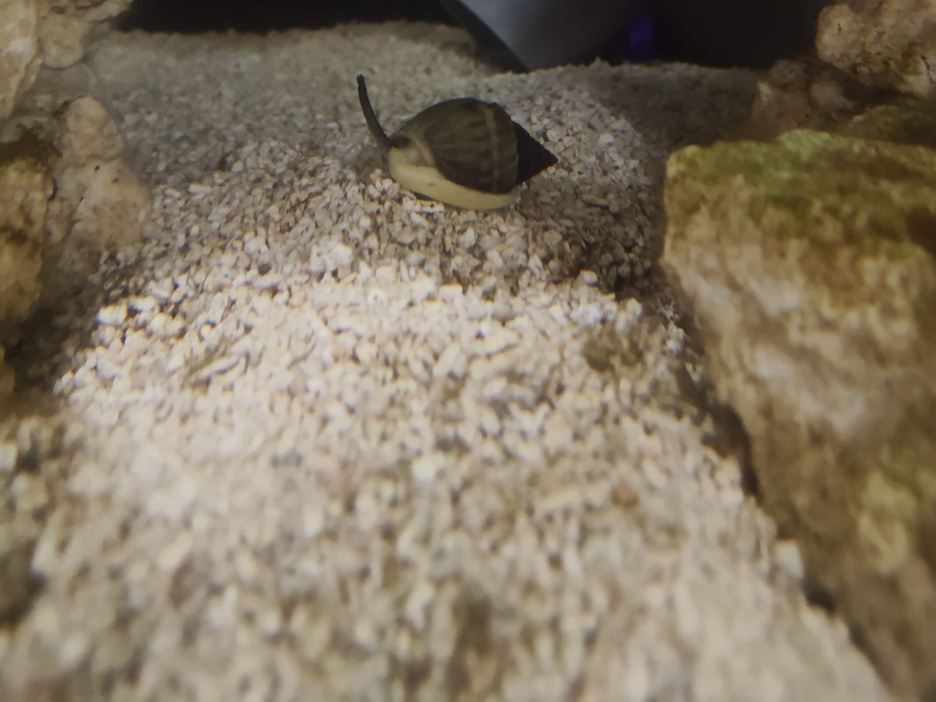 Nassarius Snail