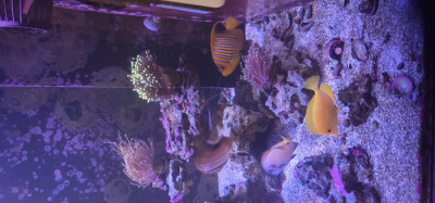 Fish Library Preview