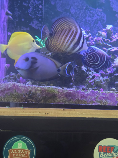 Fish Library Preview