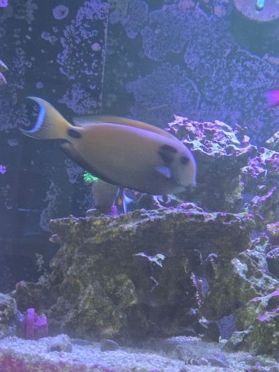 Fish Library Preview