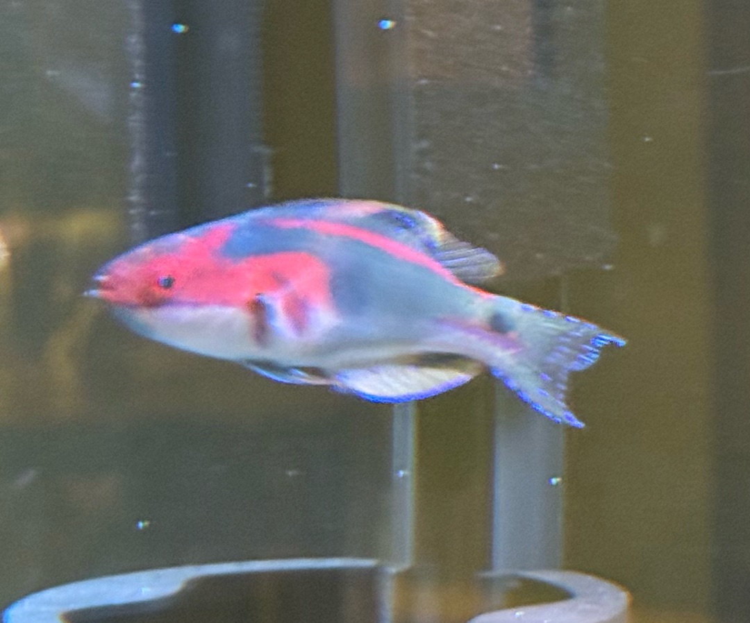 Exquisite Fairy Wrasse