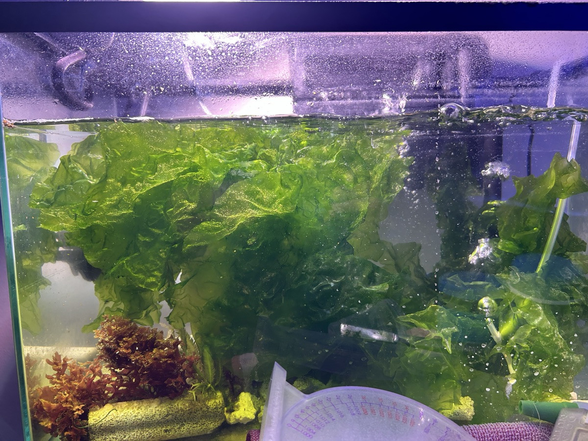Clean sea lettuce (Ulva)