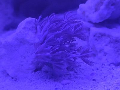Coral Library Preview