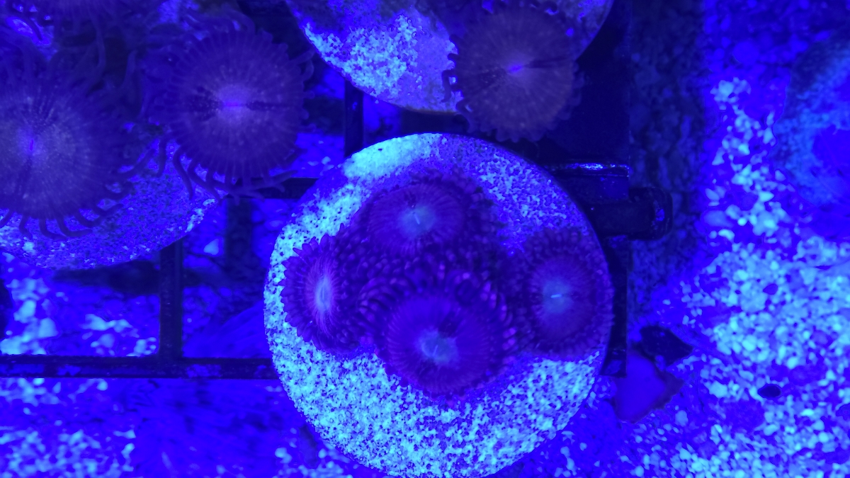 Playboy bunny zoa