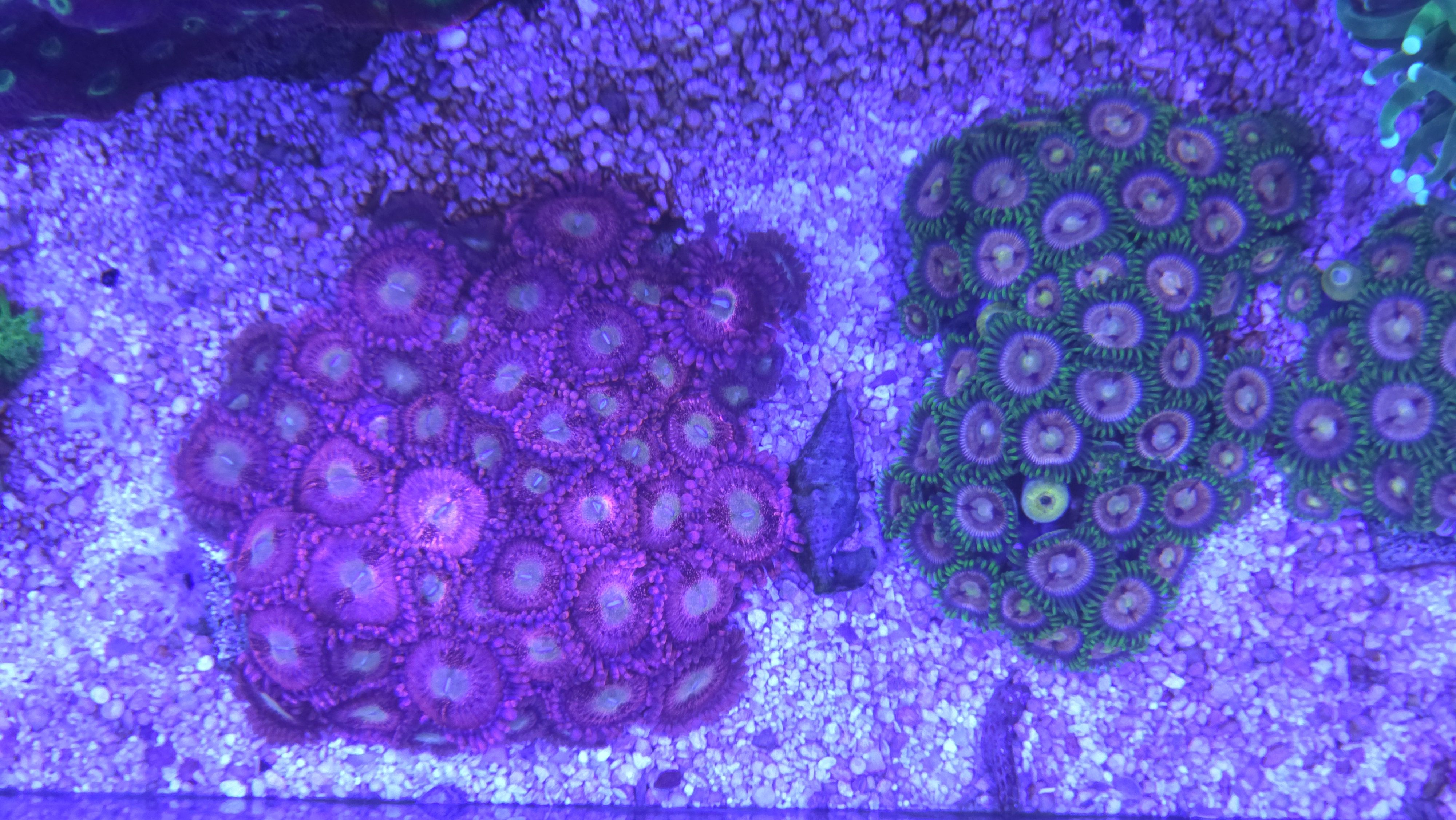 Playboy bunny zoa mini colony