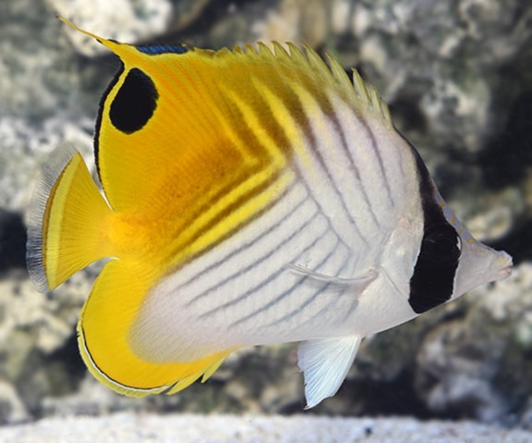 Augaria Butterflyfish