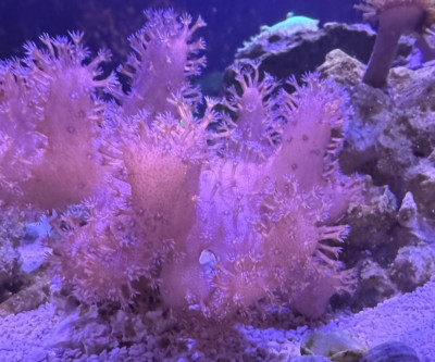 Coral Library Preview