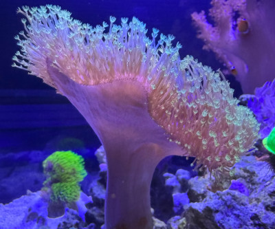 Coral Library Preview