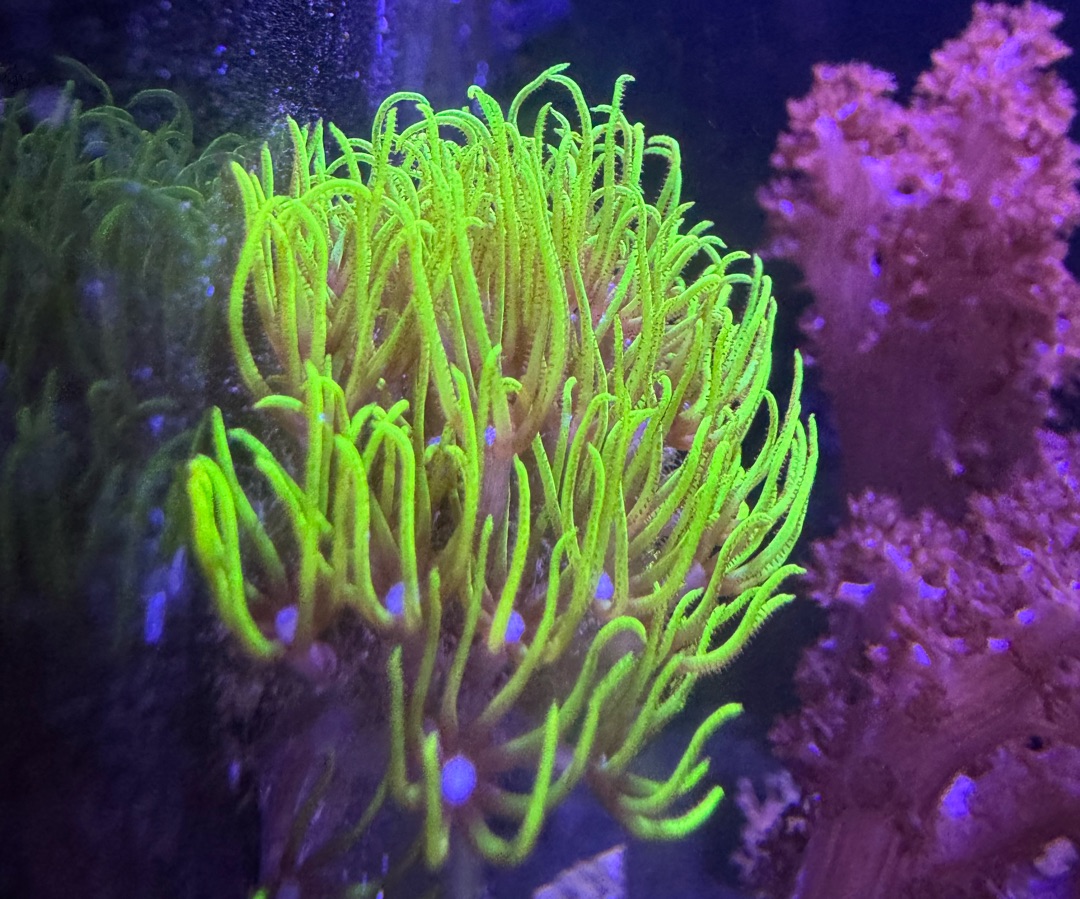 Green Star Polyp