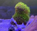 Green Star Polyp
