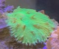 Neon Green Cabbage Coral