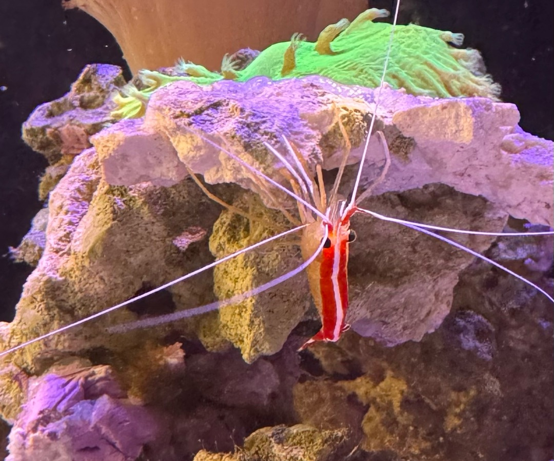 Skunk Cleaner Shrimp