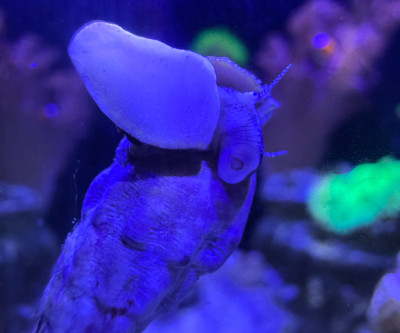 Invertebrate Library Preview