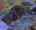 Blue Leg Hermit Crab