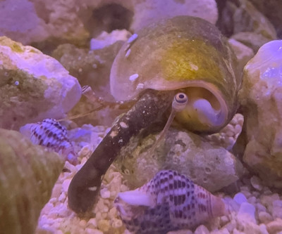 Invertebrate Library Preview