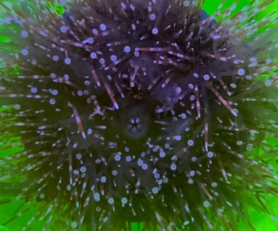 Invertebrate Library Preview