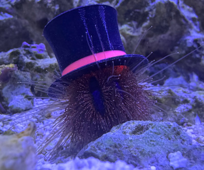 Red Tuxedo Urchin