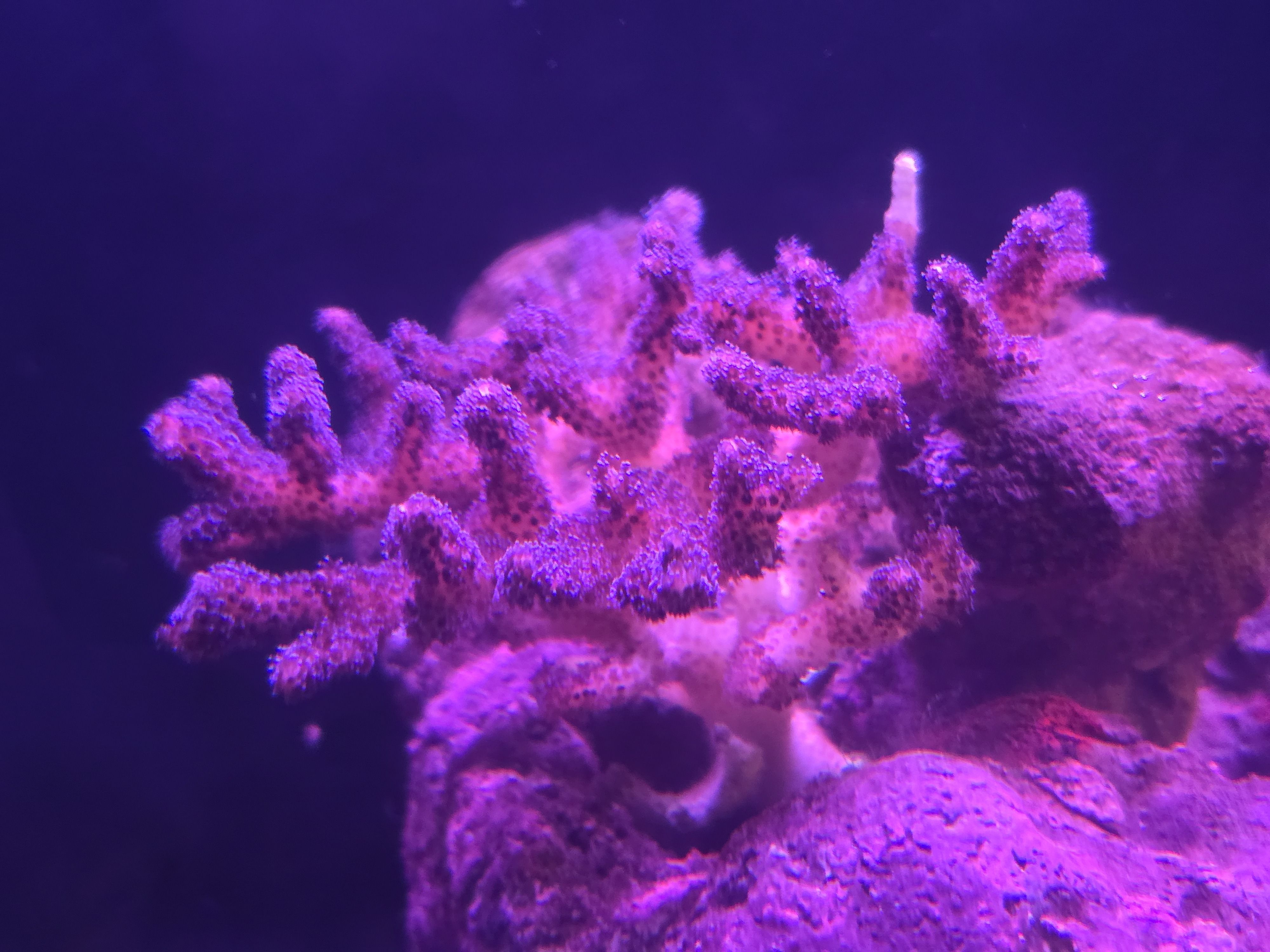 Pink Pocillopora