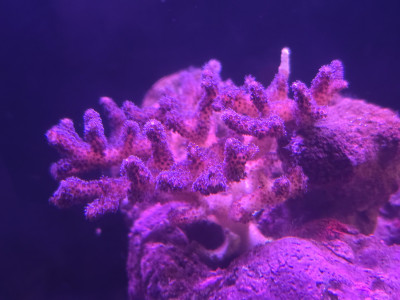 Pink Pocillopora