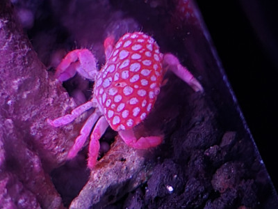 Invertebrate Library Preview