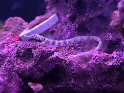 Dragonface Pipefish