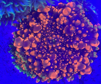 Coral Library Preview