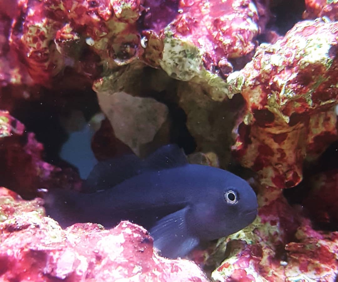 Black Clown Goby
