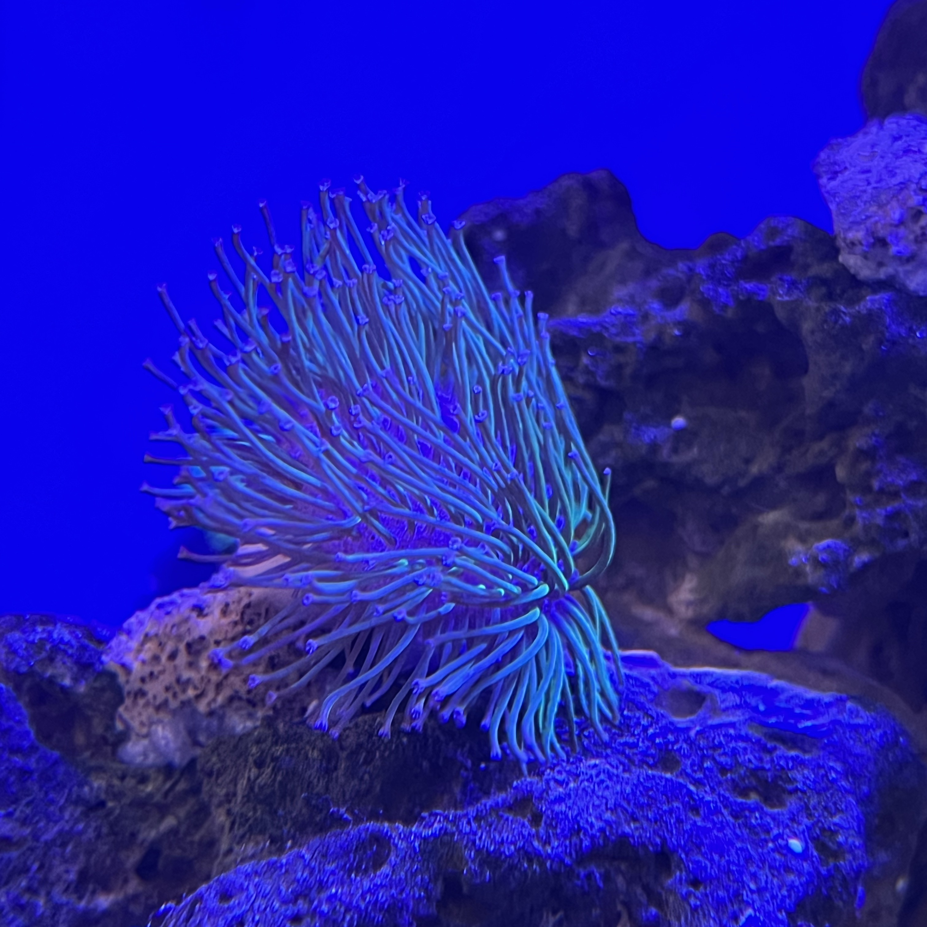 Long Polyp Leather Toadstool