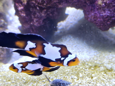 Fish Library Preview