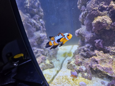 Fish Library Preview