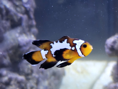Longfin Black Ice Clownfish