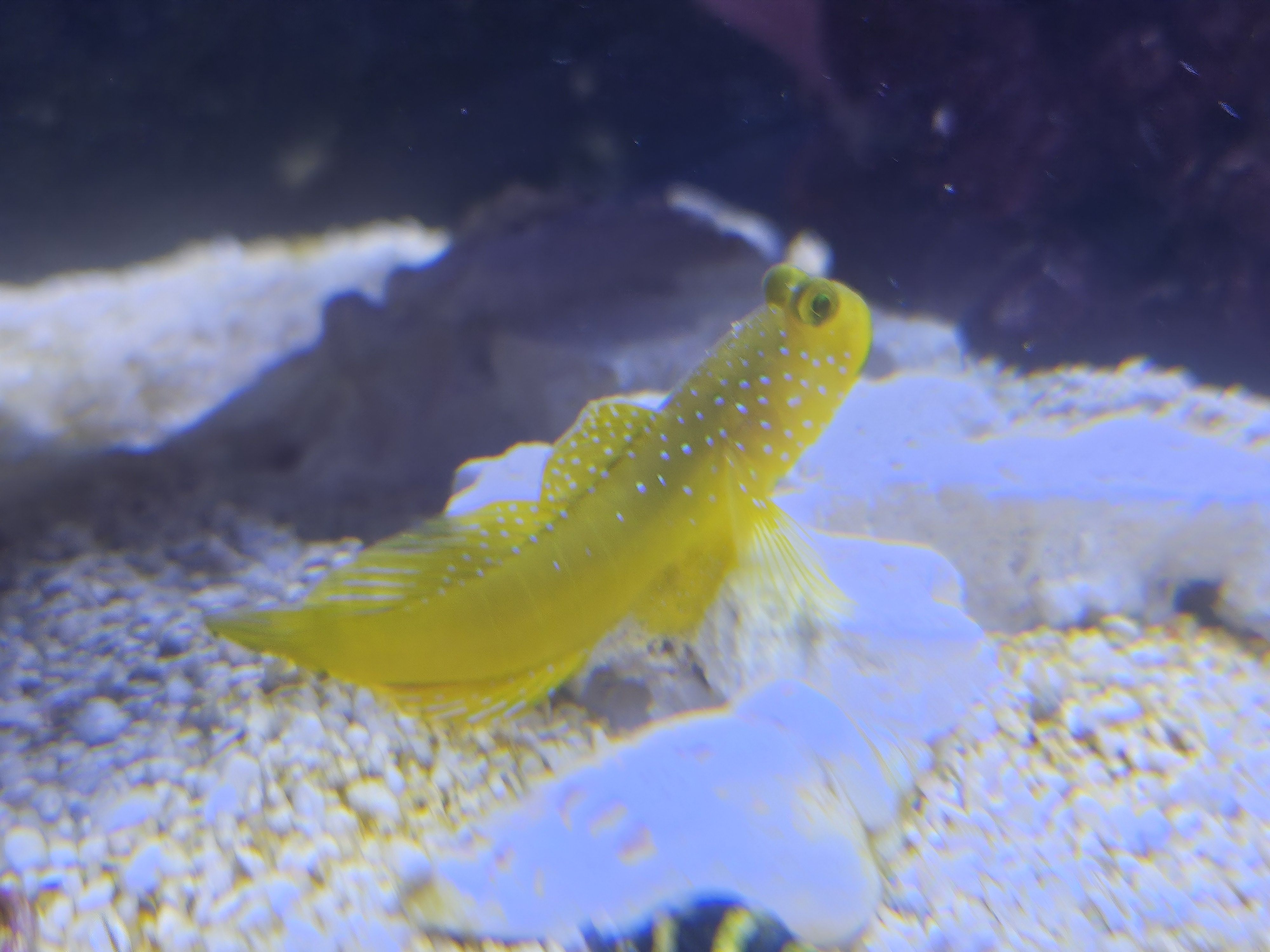 Yellow Watchman Goby