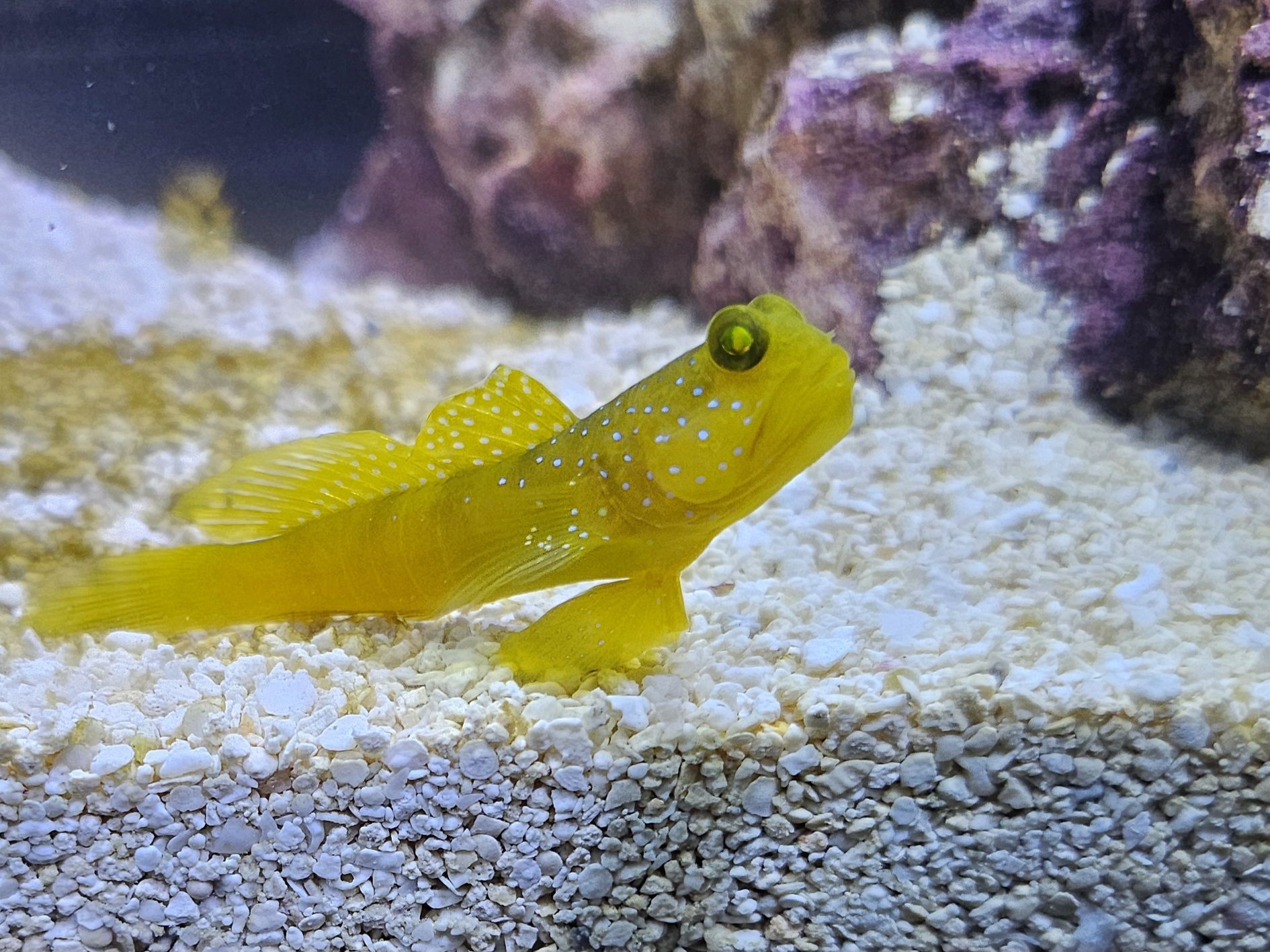 Yellow Watchman Goby