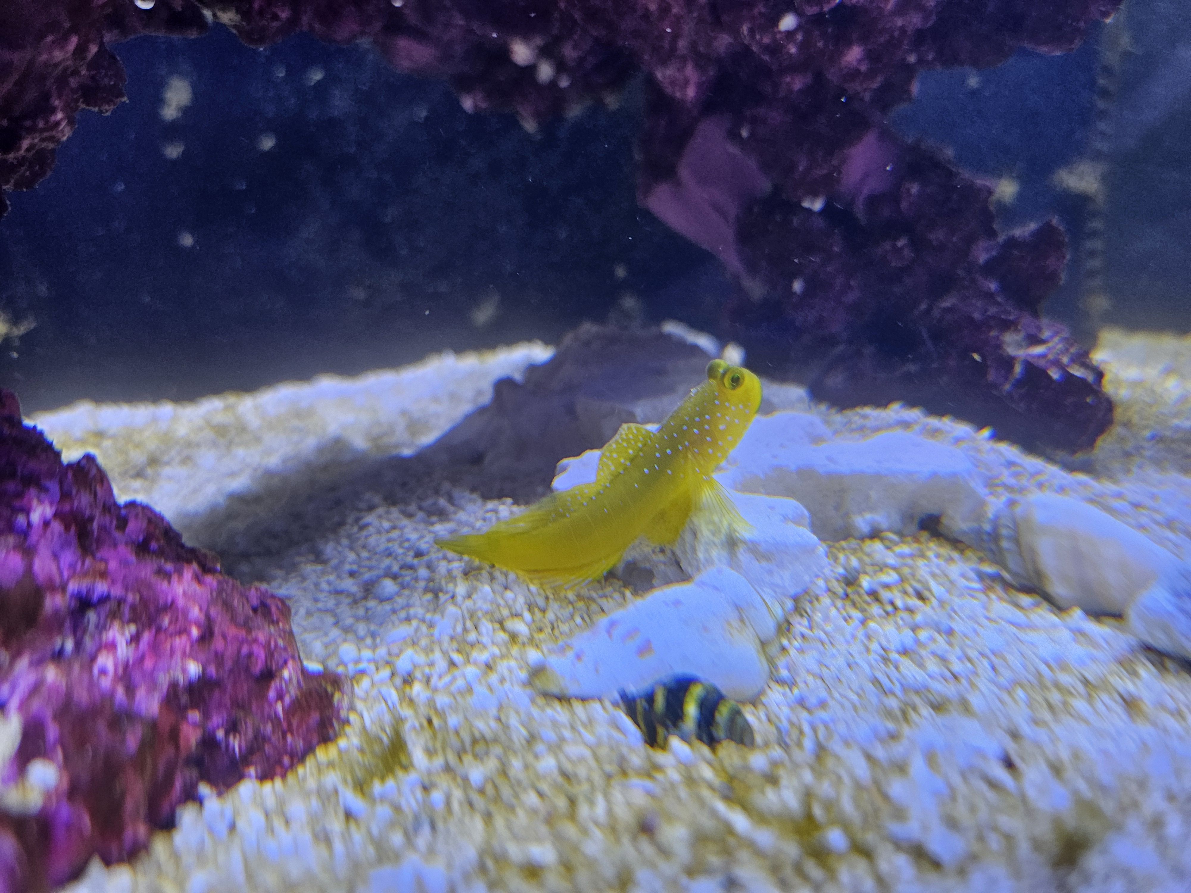 Yellow Watchman Goby