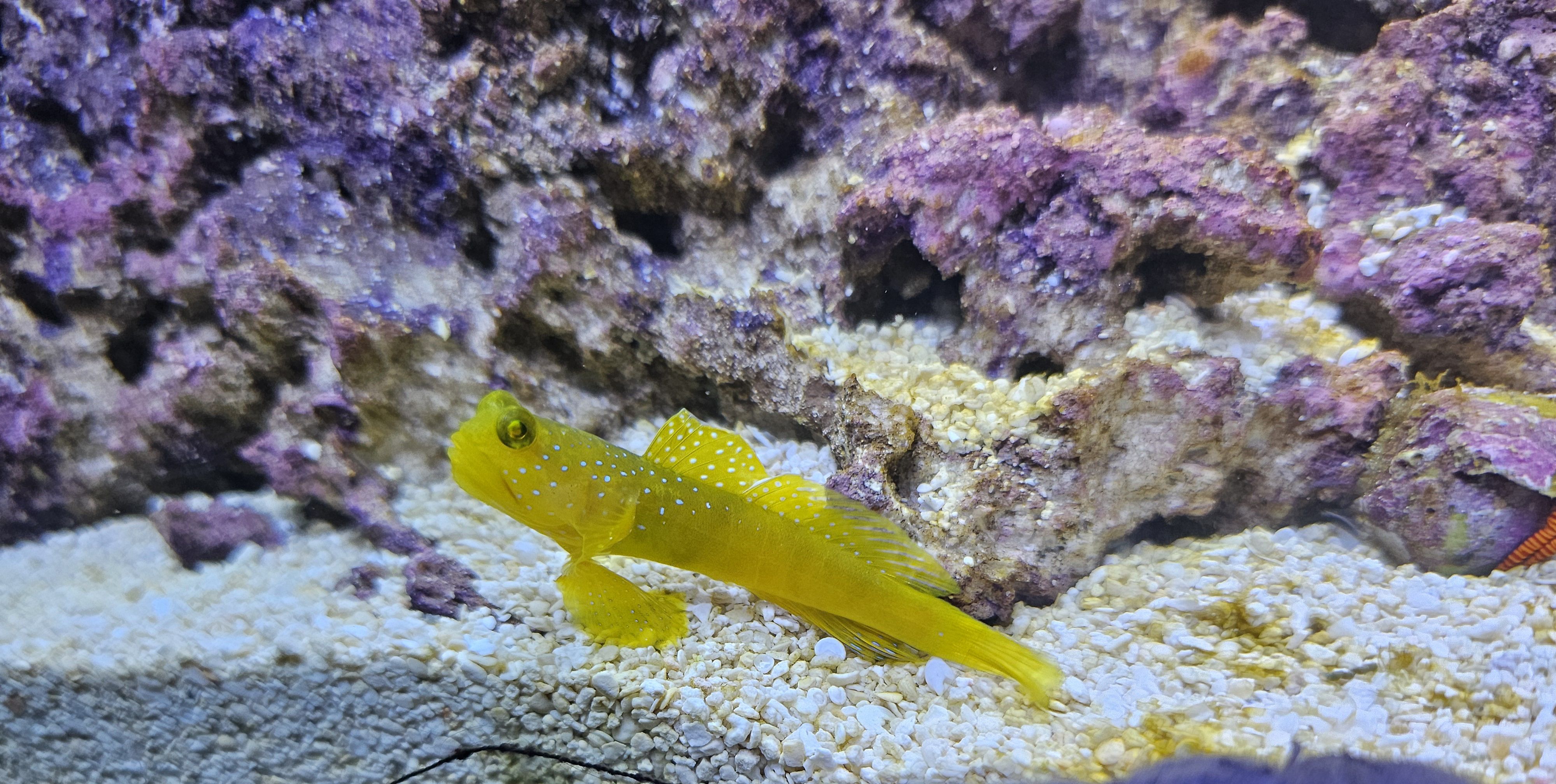 Yellow Watchman Goby