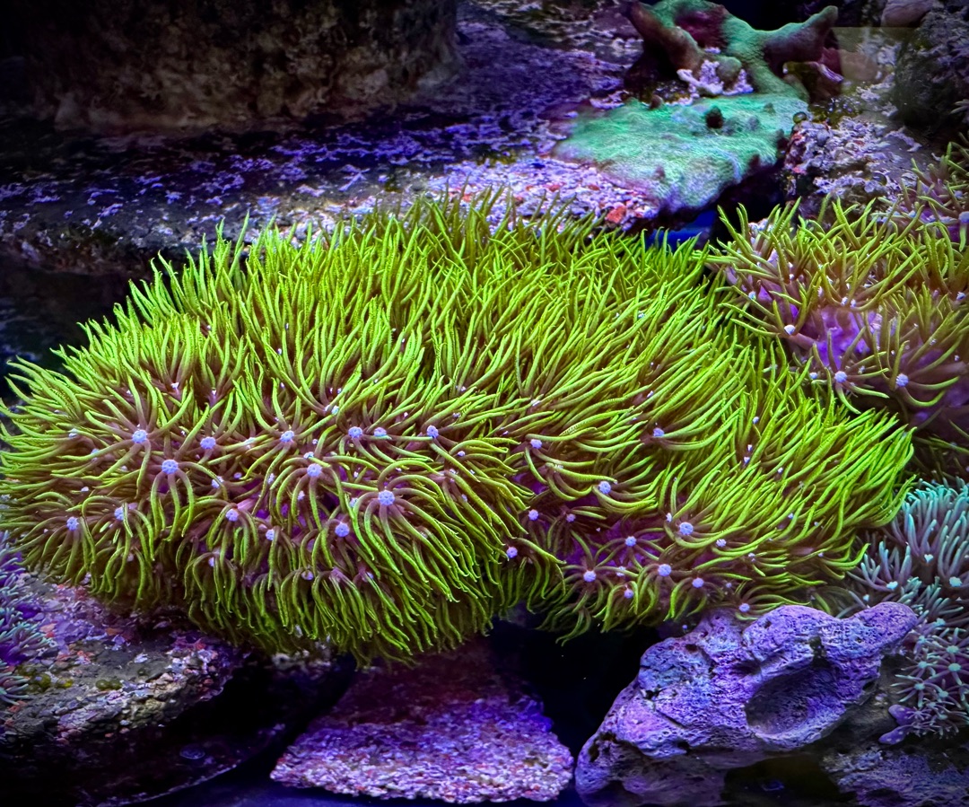 Green Star Polyp
