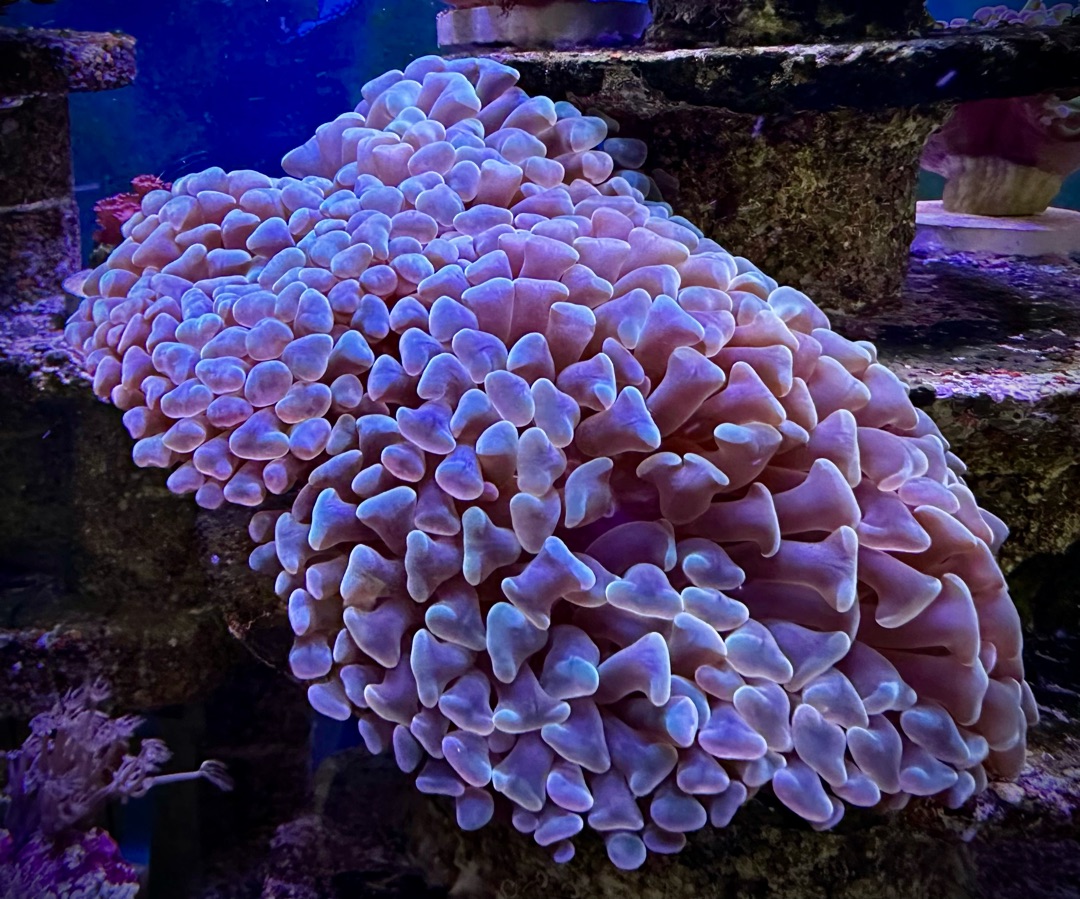 Euphyllia Paraancora