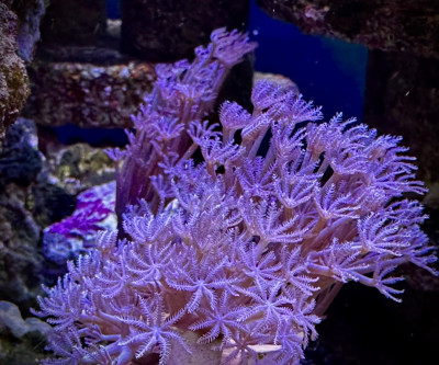 Coral Library Preview